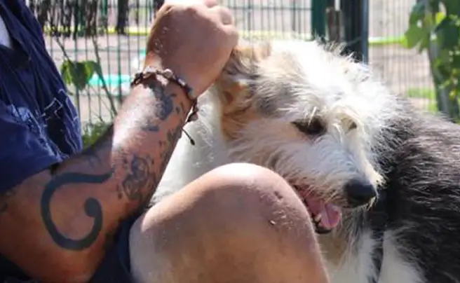 Il (bellissimo) progetto di Cave Canem Onlus per la riabilitazione dei detenuti e l'adozione di cani - Diritto.net