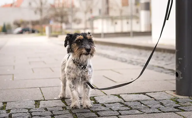 Occhio a lasciare il cane legato fuori o all'interno di un negozio - Diritto.net