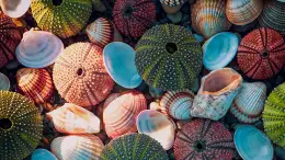prendere conchiglie dalla spiaggia