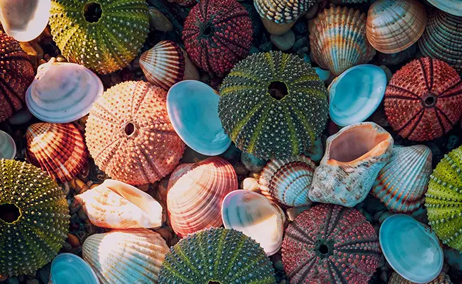 prendere conchiglie dalla spiaggia