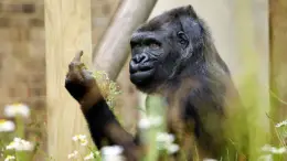5 libertà del benessere animale