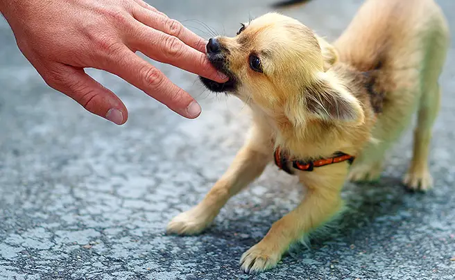 risarcimento dei danni causati dai propri cani