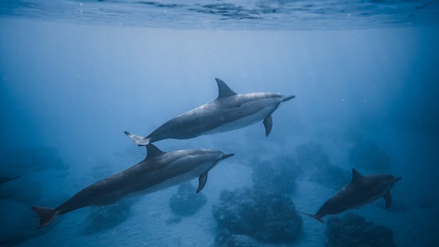 Commercio di coralli ed avorio: necessità di tutela delle specie marine