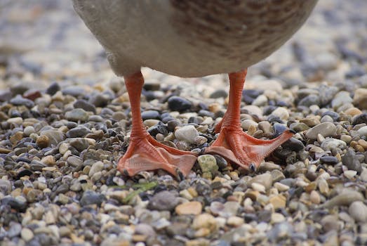 Il diritto alla conservazione delle specie migratorie e degli habitat critici