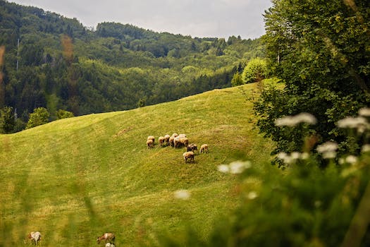 I delitti contro gli animali e il maltrattamento