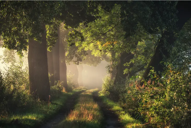 prendere la legna nel bosco