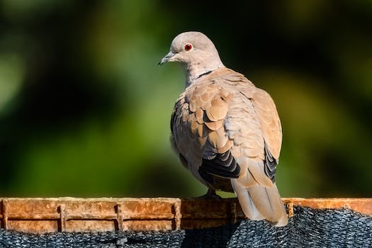 Attenzione ai cartelli: ecco dove è vietato entrare con il cane al seguito