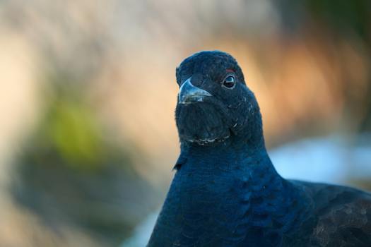 Dove registrare il decreto di omologa della negoziazione assistita per la separazione?